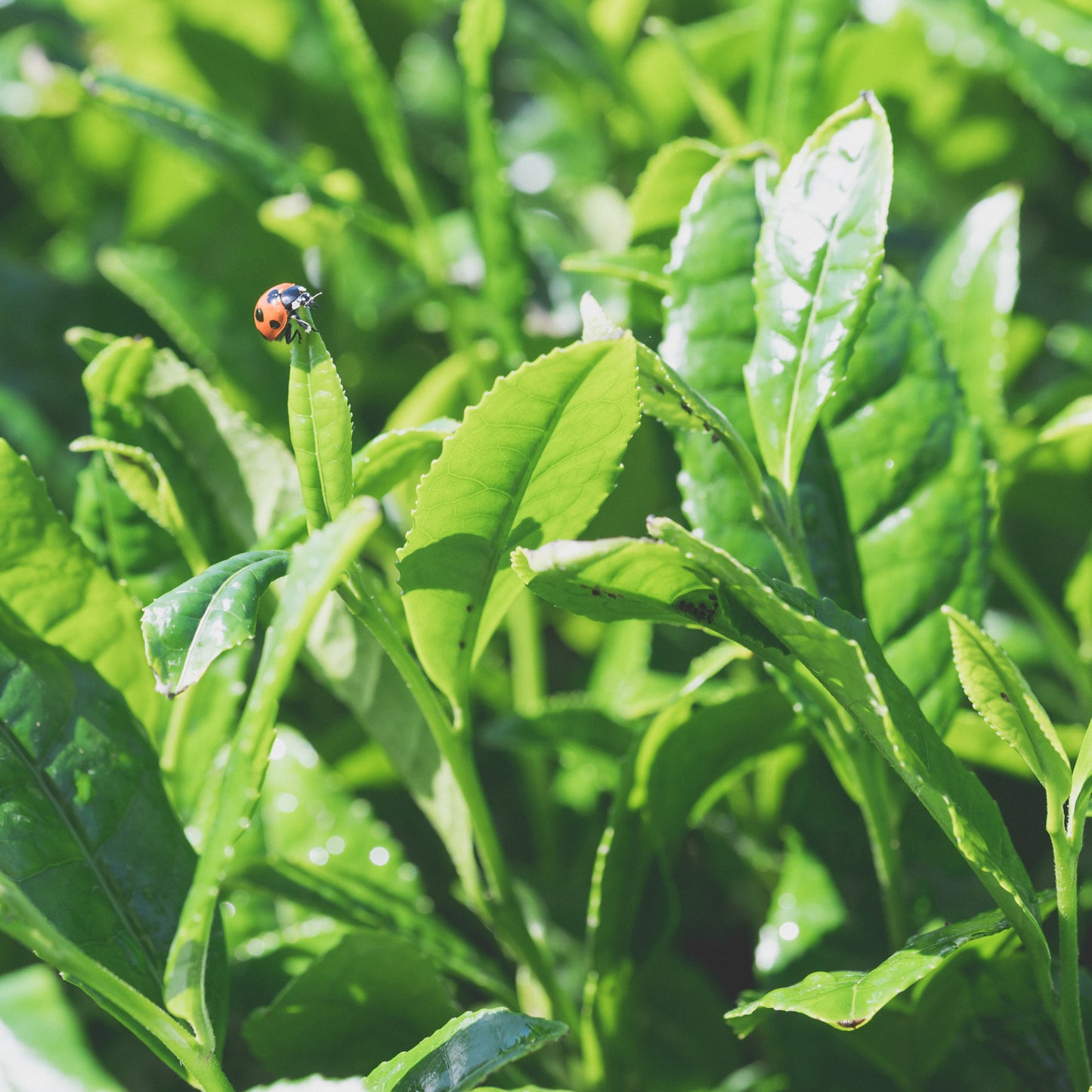 A ladybug perches on the tip of an unplucked, bright green tea plant as the sun shines through the leaves.