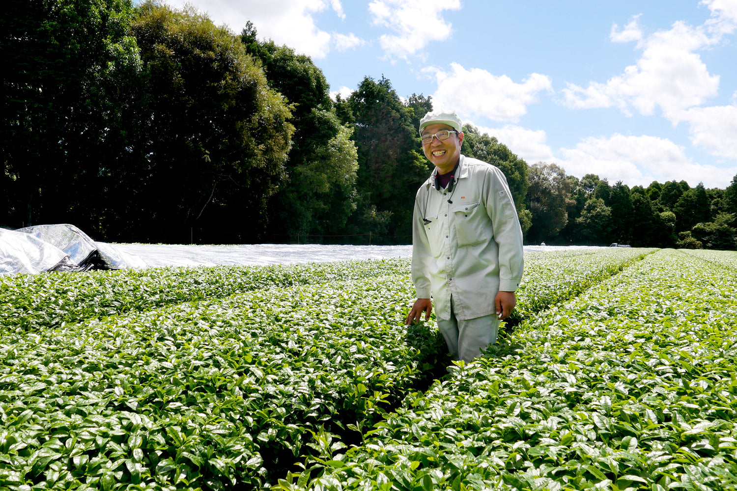 A smiling farmer stands between rows of bright green tea plants, his hand gently brushing the top of a plant.