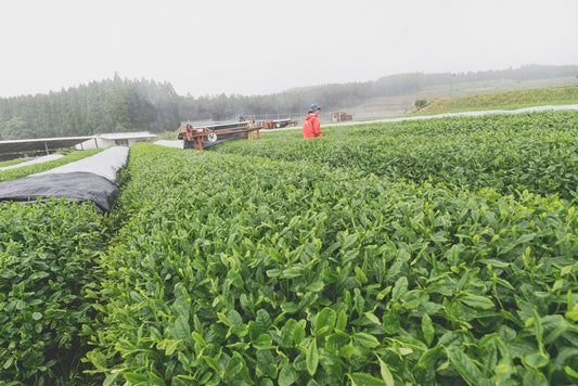 Matcha tea farm in Kirishima, Japan