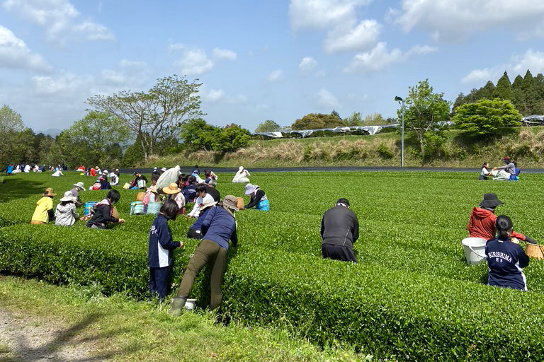 Small groups of tea-lovers bend over plants, hand-plucking matcha tea leaves.