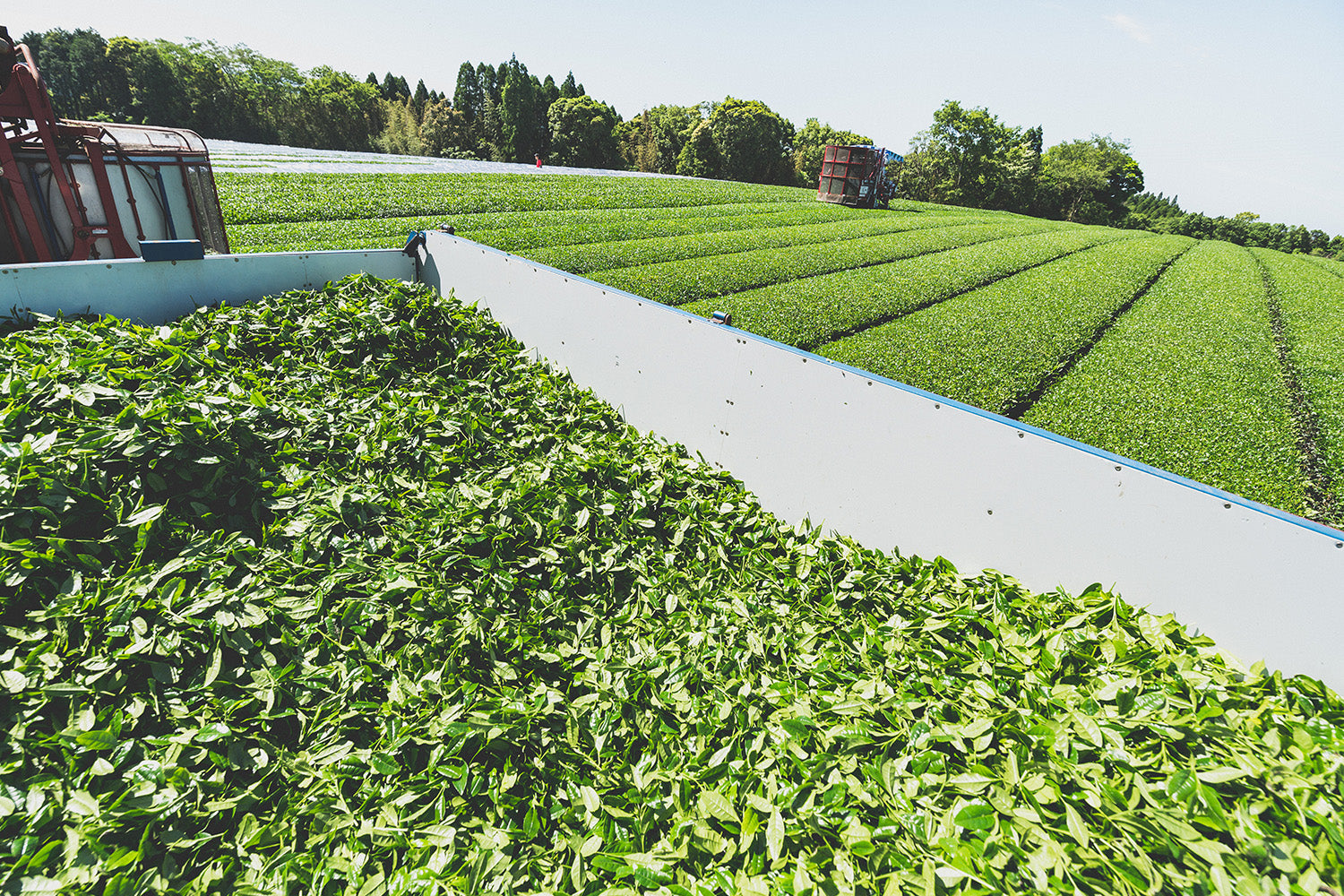 A large container full of tencha leaves. Rows of tea plants stretch into the horizon on the Kagoshima tea farm.