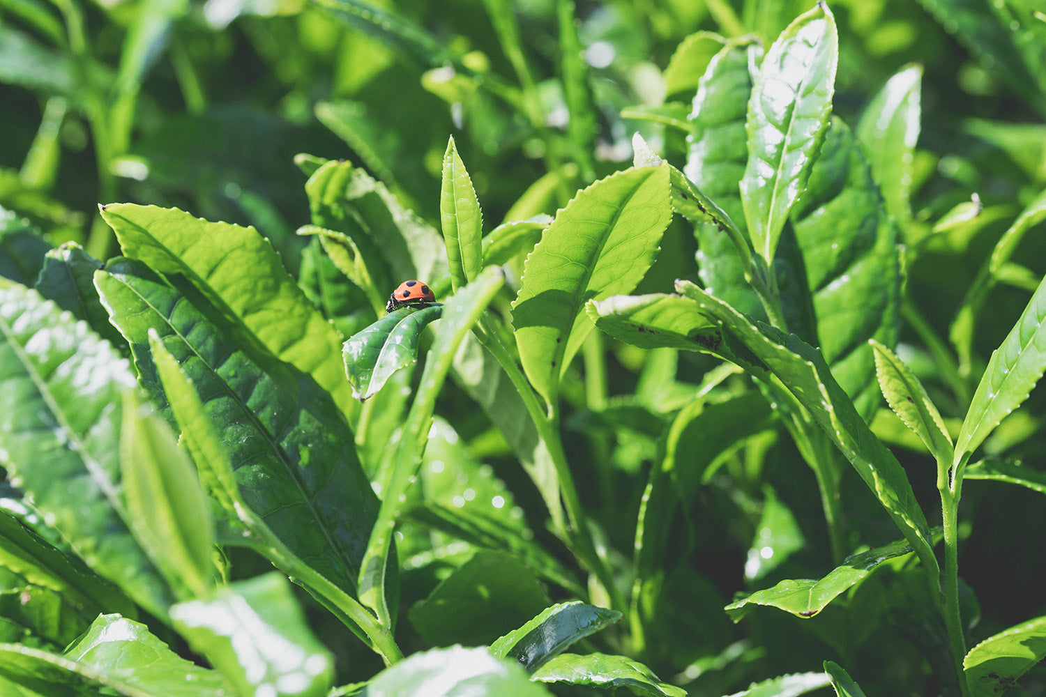 A ladybug sits on a tencha leaf at the Kagoshima tea farm.