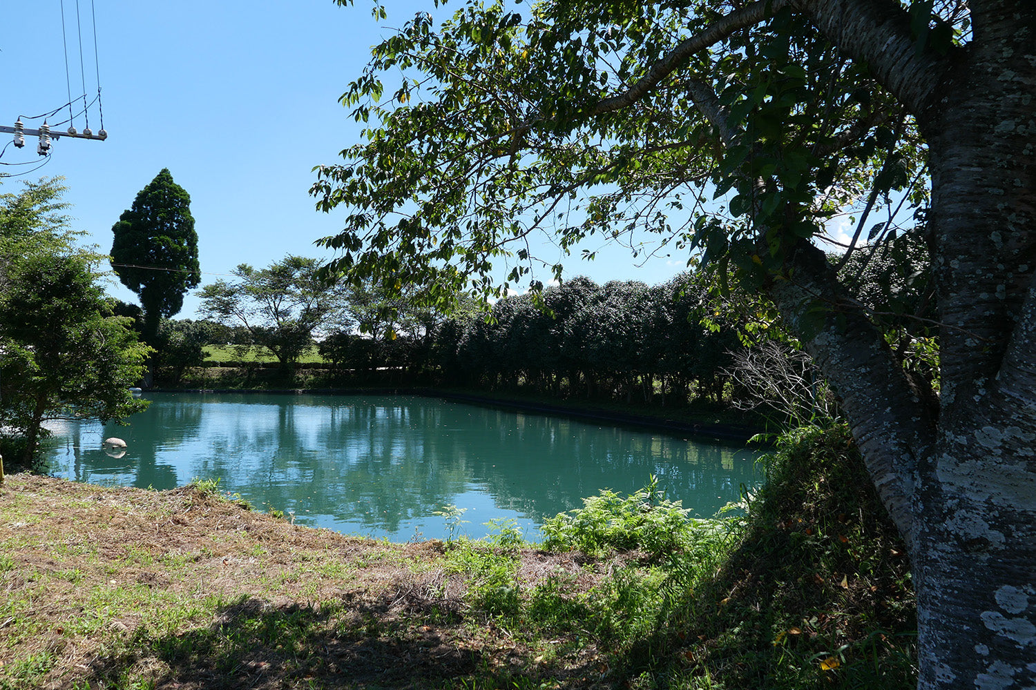 A bright blue reservoir on the farm is used to irrigate the tea plants.