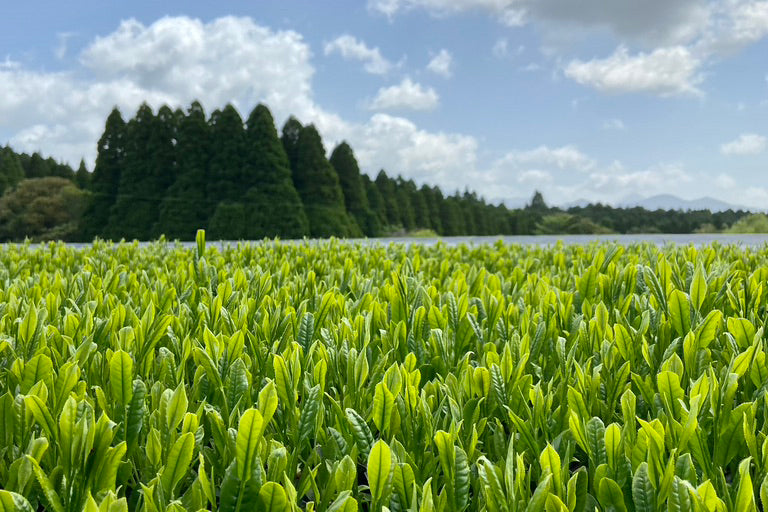 Bright glossy green tea leaves point towards the sky, with tall coniferous trees in the background.