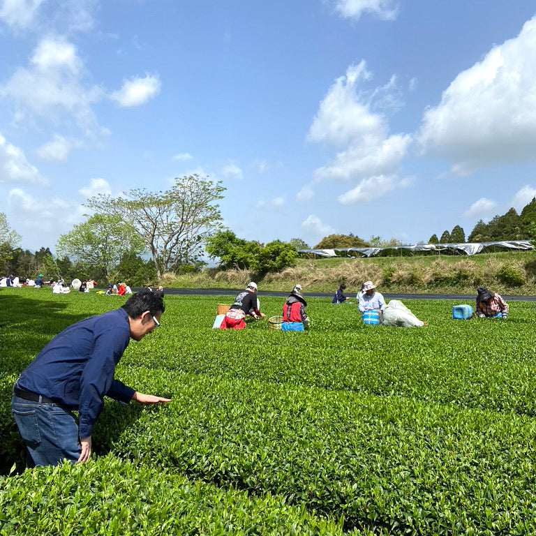 Cuzen founder, Eijiiro Tsukada, leans over tea plants during an ichibancha community event. Groups of tea-lovers lean over plants in the background.