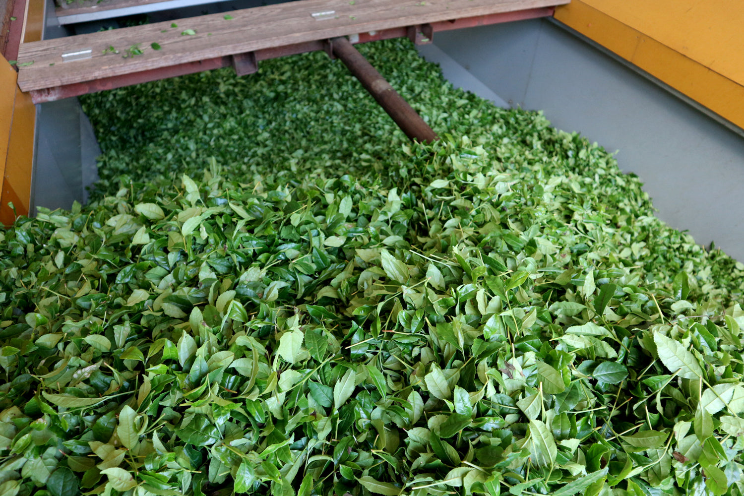 Bright, freshly harvested matcha leaves, ready to be processed.