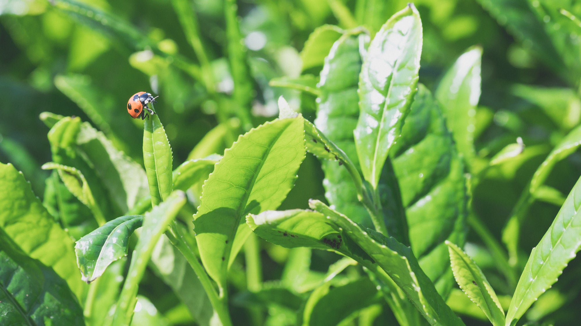 A ladybug sits on a tencha leaf at the Kagoshima tea farm that Cuzen sources some of its organic leaves from.