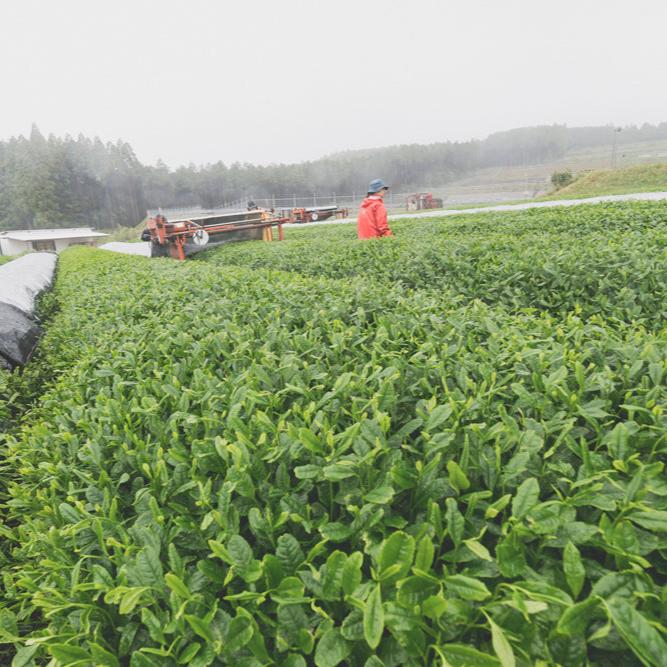 A row of tea leaf plants on the farm. A machine rolls out shading in the background.