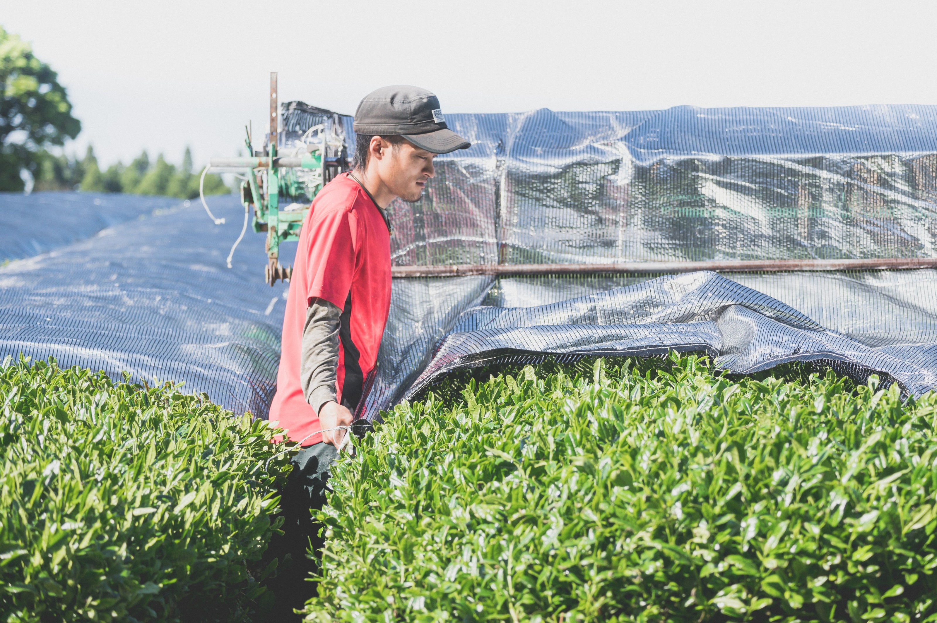 A farmer pulls a black cover over the tea plants for shading.