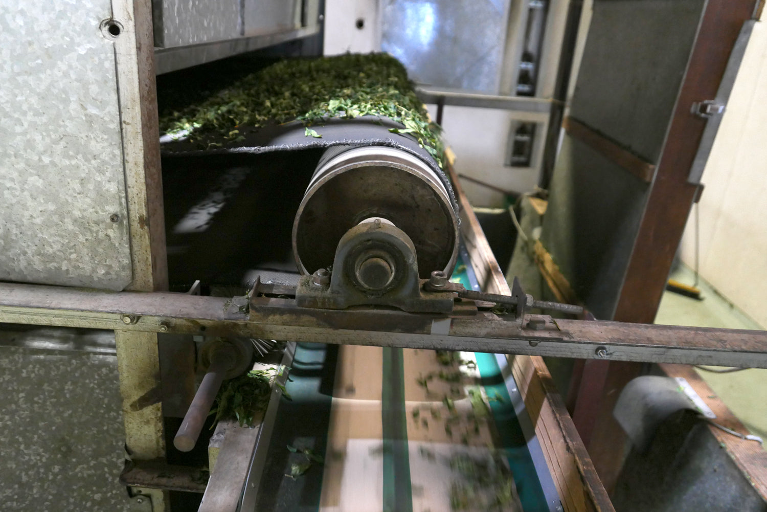 Dried matcha leaves roll off of a conveyor belt.