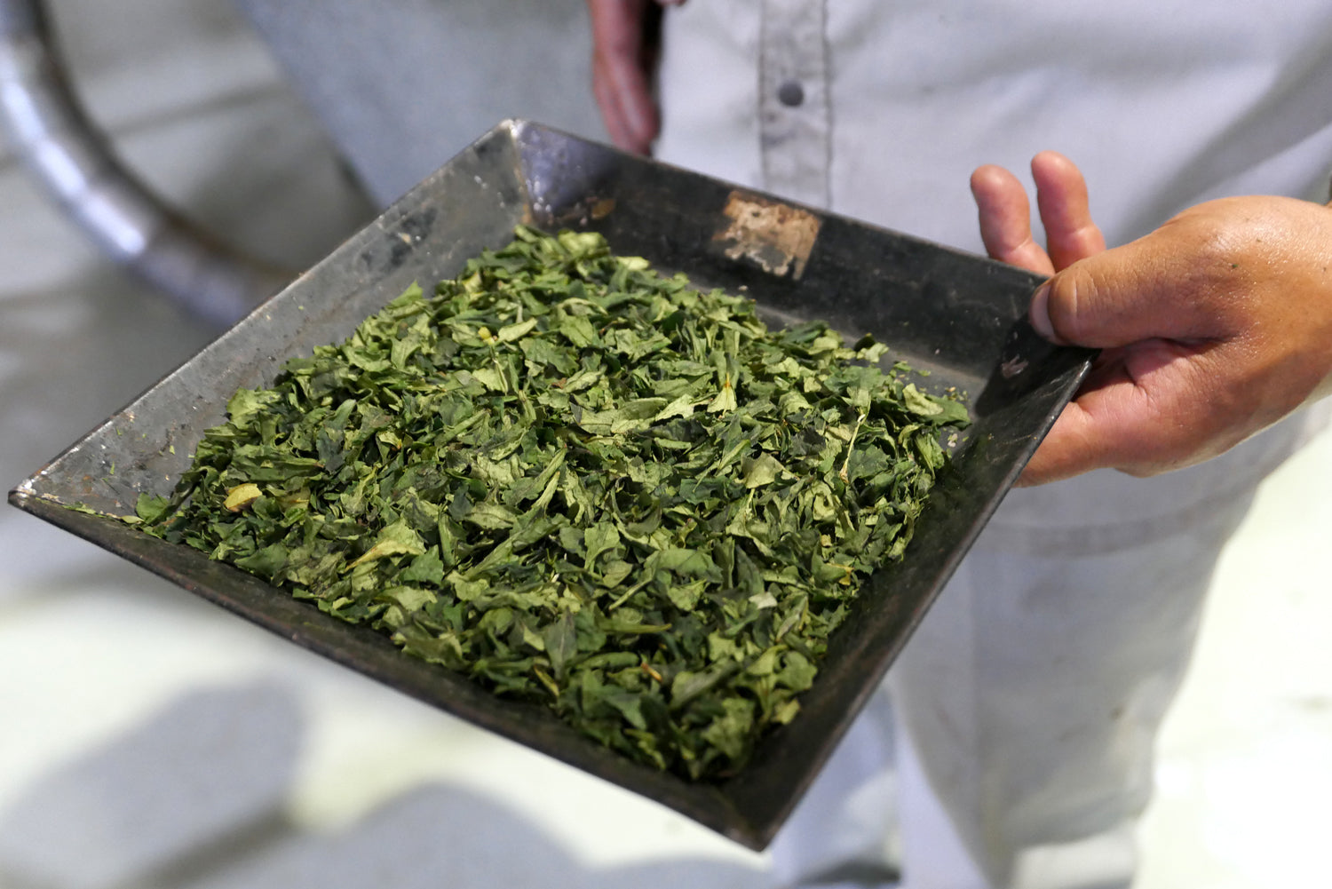A worker shows the wet, clean matcha leaves.