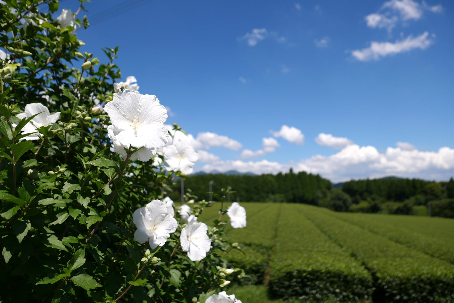 White flowers frame a view of neat, bright-green rows of tea plants.