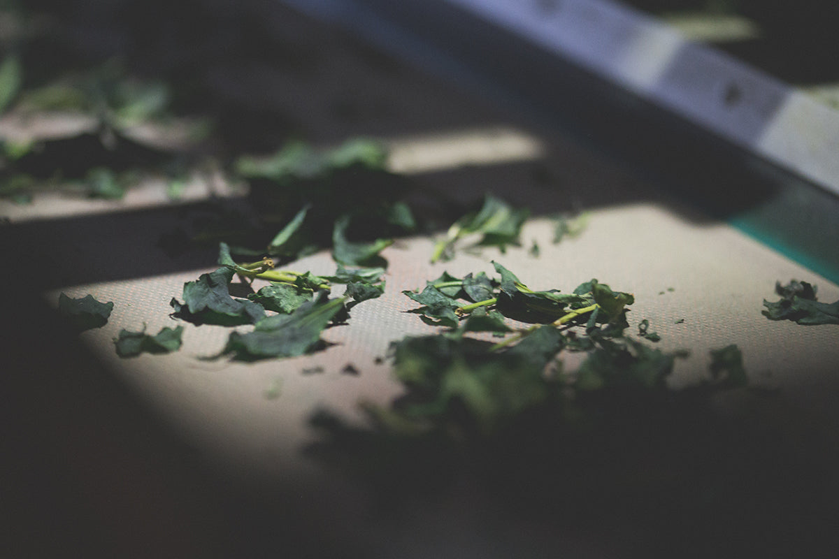 Matcha leaves are dried on a conveyor belt as they move in between shadows and light.