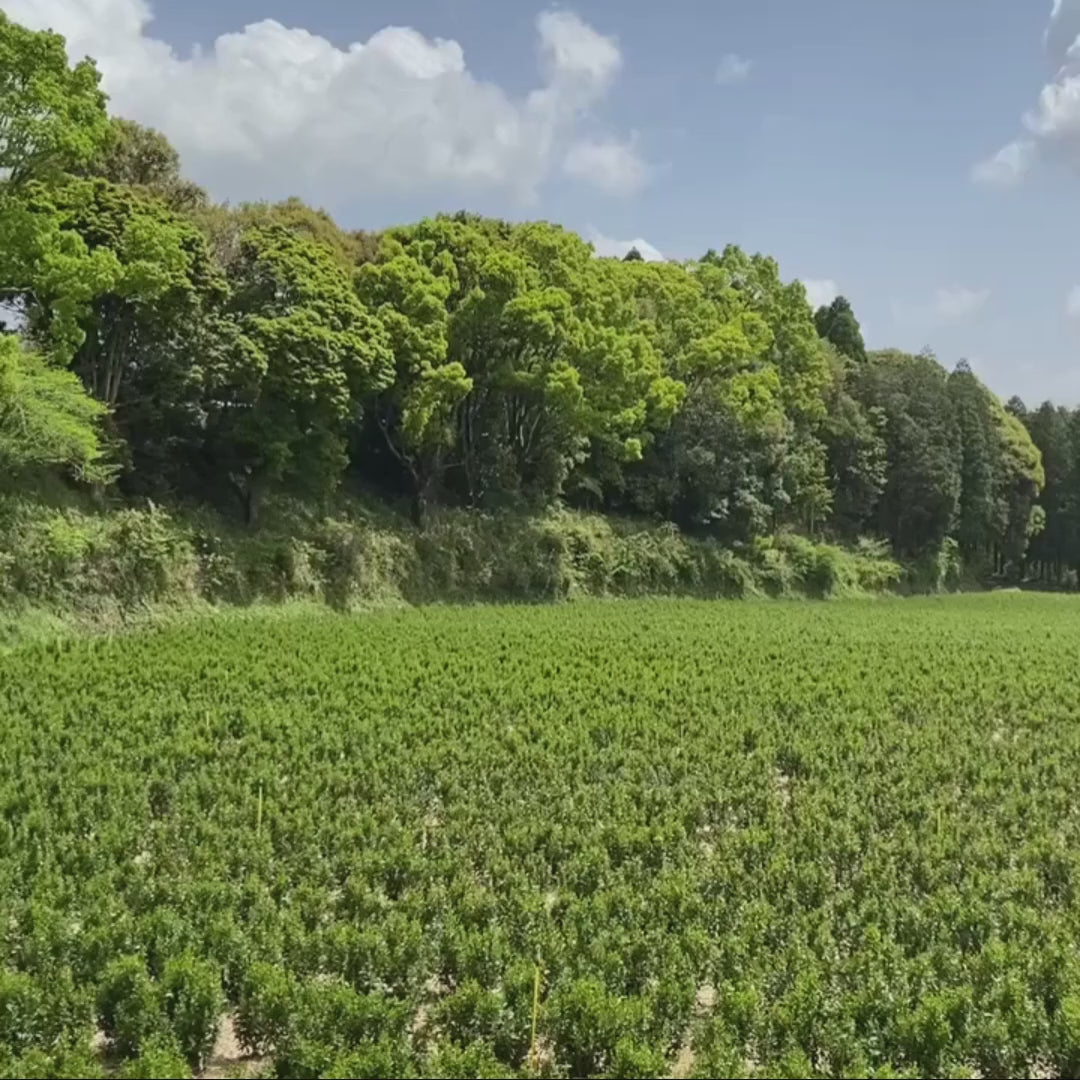 Load video: Video: Tall trees surround a field of baby plants. A soft breeze blows and birds sing in the background.