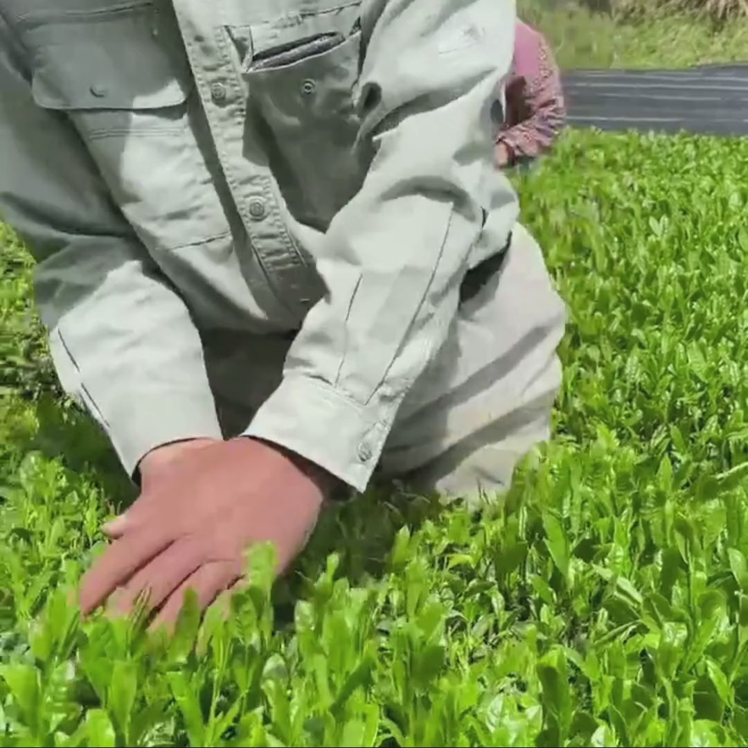Load video: The satsuma-style handpicking is demonstrated on a tea plant as a man rhythmically plucks the top leaves.