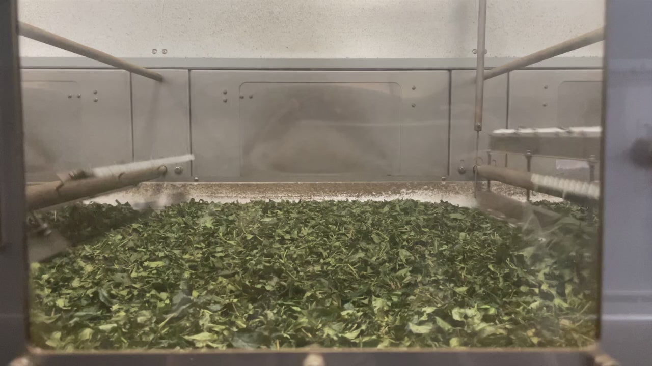 Load video: Matcha leaves moving along a conveyor belt.
