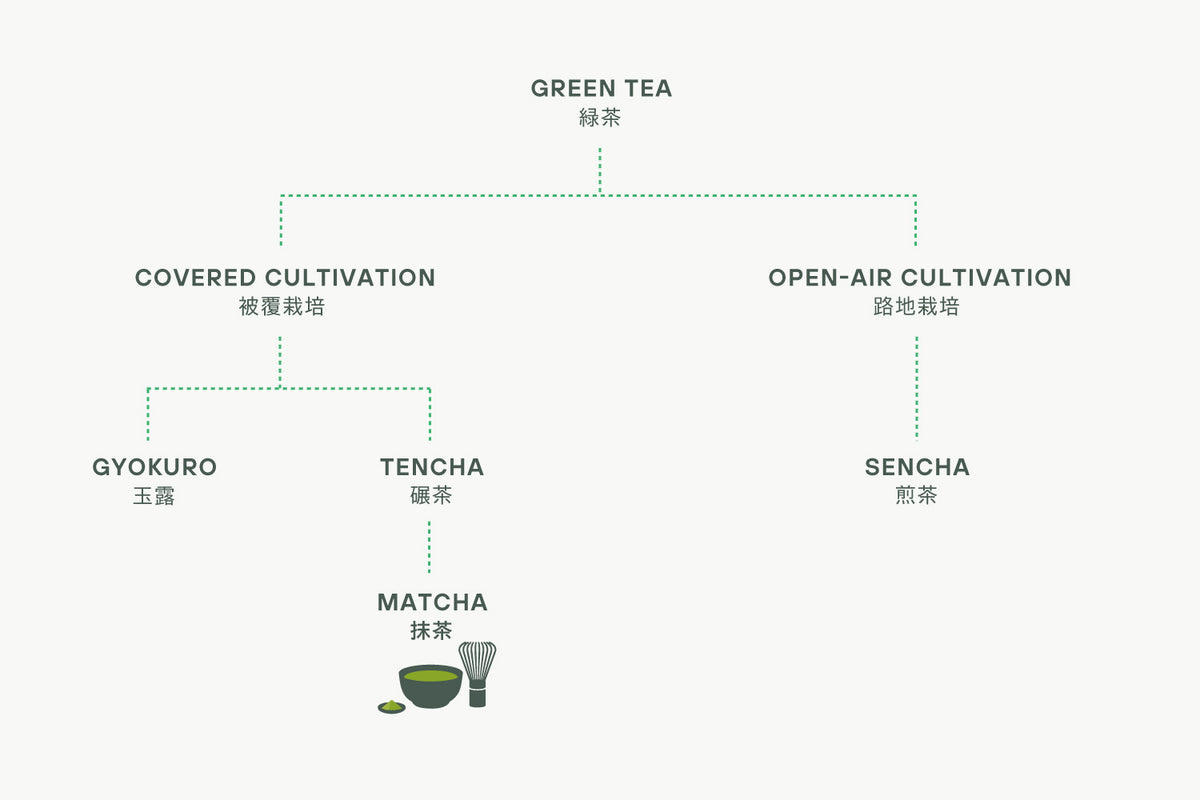 Tenchas Tea What is tencha and why is it so healthy? – Cuzen Matcha